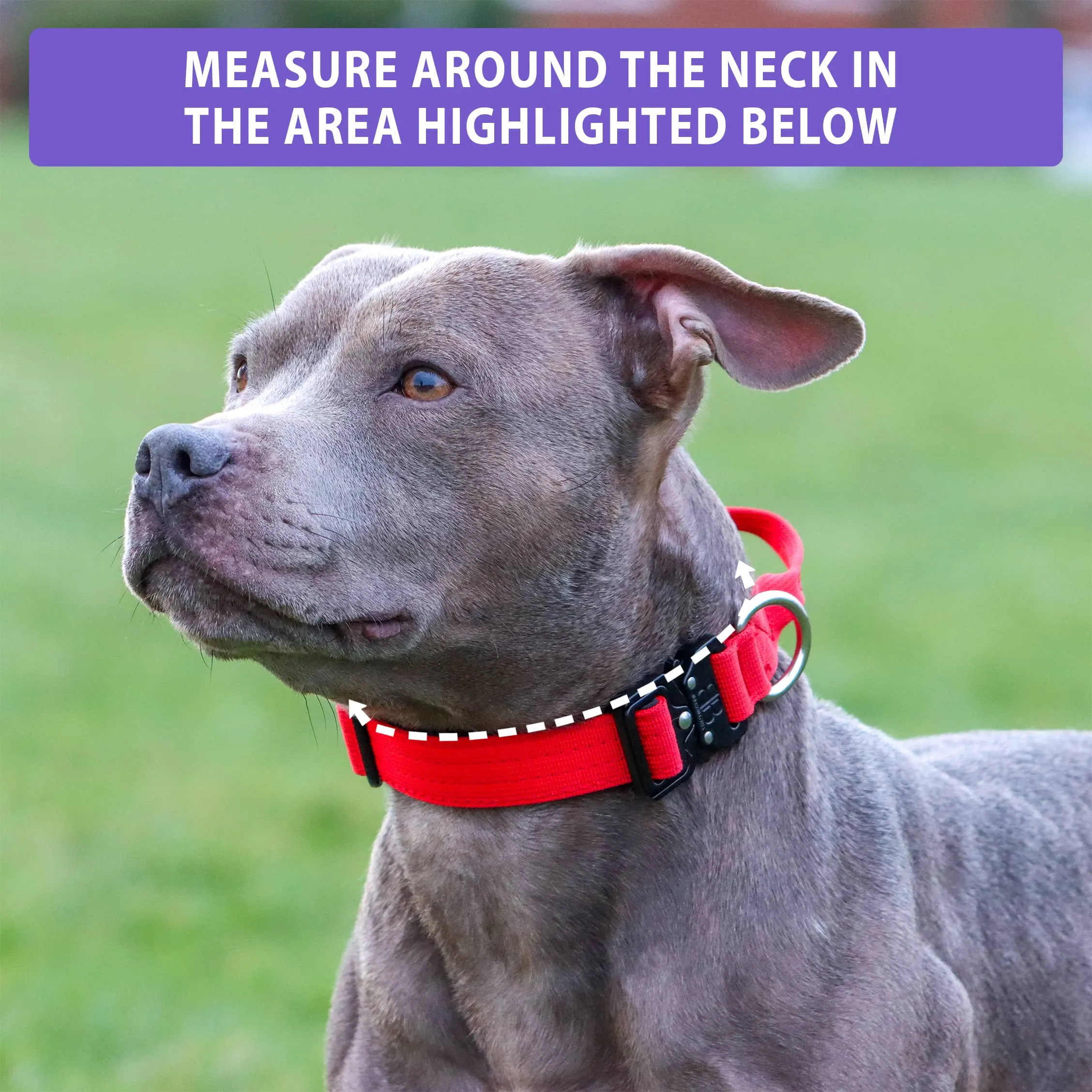 2.5cm Combat® Collar | With Handle & Rated Clip - Magenta